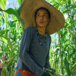 Jerá Guarani